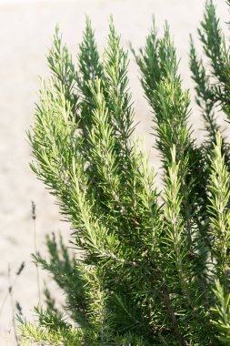 Vahşi biberiye yakın çekim