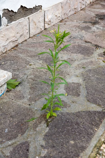 セメントの植物は育つ — ストック写真