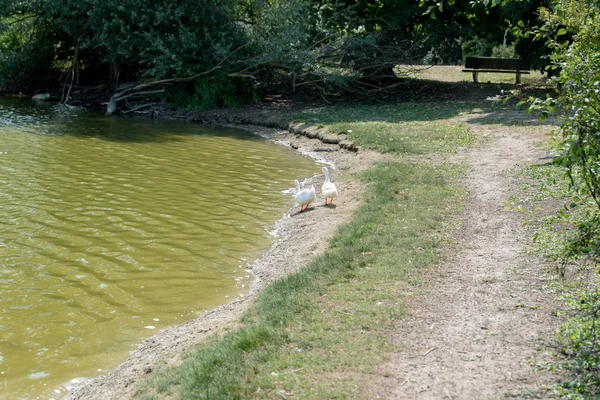 Paire de canards blancs — Photo