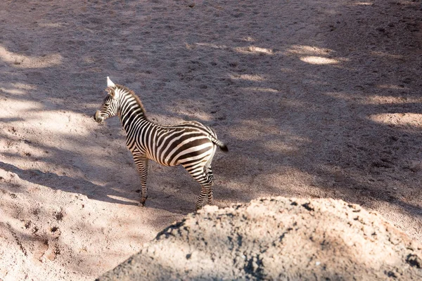 Vista bonita zebra africana — Fotografia de Stock