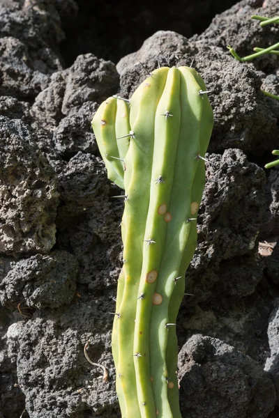 Botanischer Garten von Catania Sizilien — Stockfoto