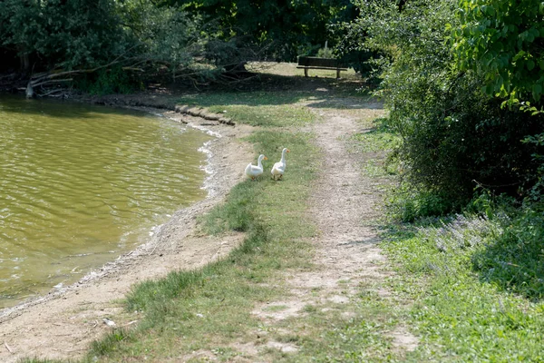 Paire de canards blancs — Photo