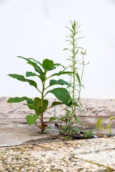 植物生长在水泥中 — 图库照片