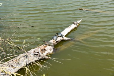 Kaplumbağalar güneşe uzandı.