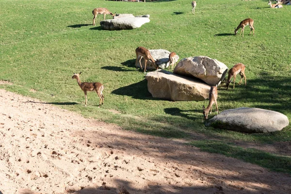 Beautiful Springbok Antelope View — Stock Photo, Image