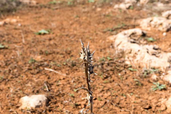 典型的なシチリアの植生クローズアップ — ストック写真