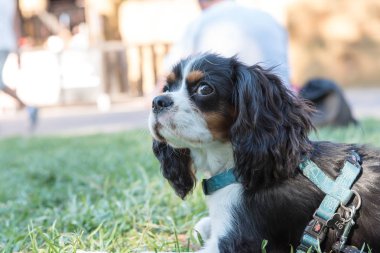 Süvari görüşünün portresi