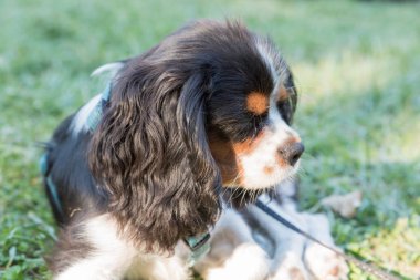 Süvari görüşünün portresi