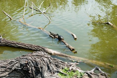 Kaplumbağalar güneşe uzandı.