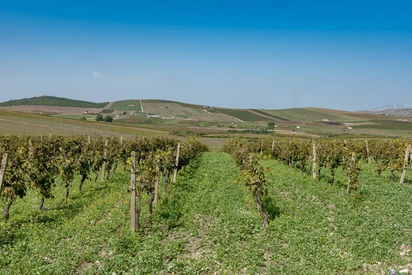 Filas de viñedo siciliano — Foto de Stock