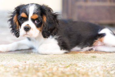 Tatlı Cavalierking köpek yavrusu görünümü