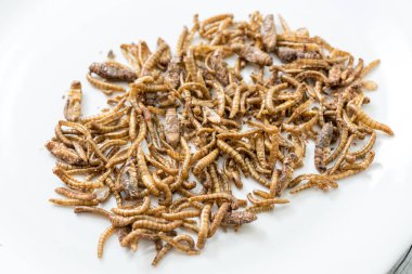 Fried kriket larva görünümü