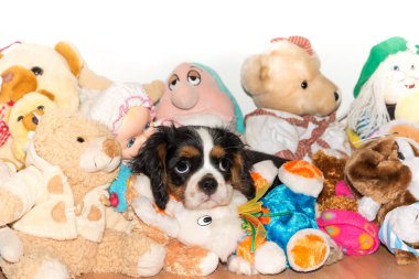 Süvari köpeği Charles Spaniel.