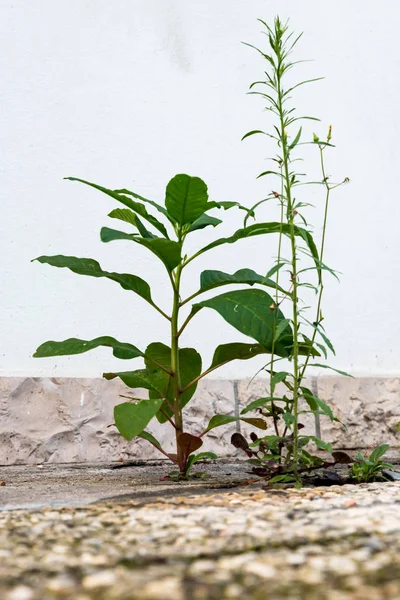 Les plantes poussent dans le ciment — Photo