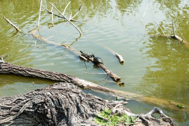 Kaplumbağalar güneşe uzandı.