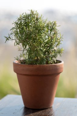 Vahşi biberiye yakın çekim