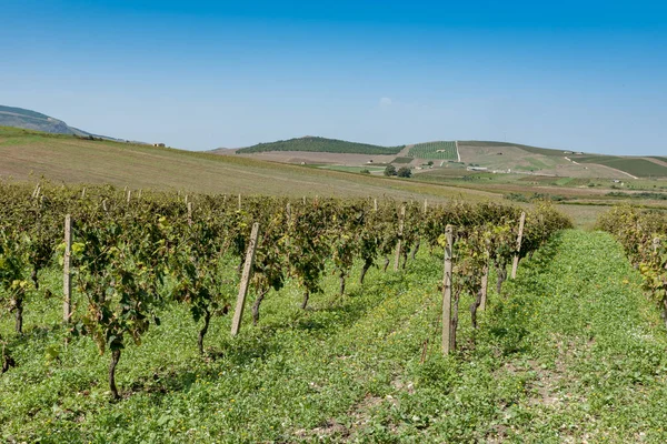 Filas de viñedo siciliano — Foto de Stock