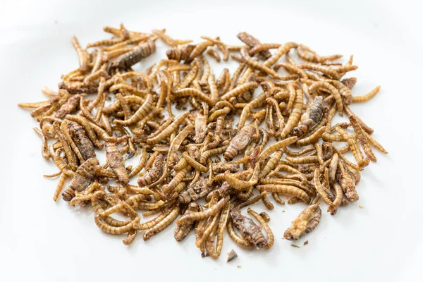 Fried cricket larvae closeup — Stock Photo, Image