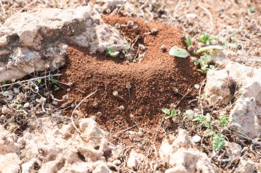 Sicilya kırmızı topraklarında Anthill