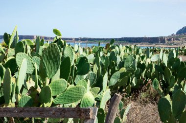 Dikenli armut ile harika Sicilyalı manzarası