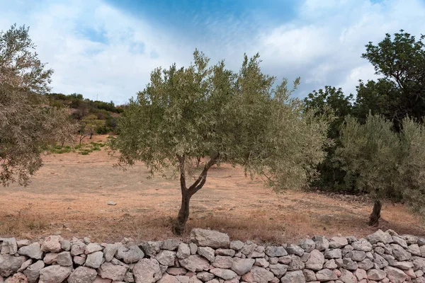 橄榄树西西里意大利 — 图库照片