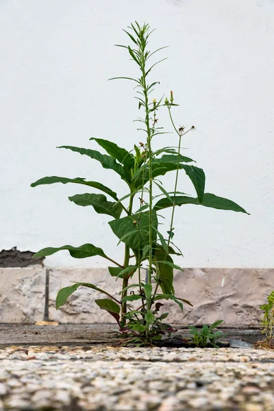 Les plantes poussent dans le ciment — Photo