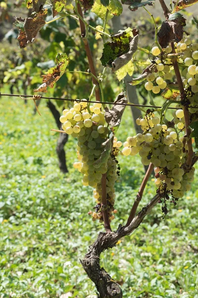 Fileiras de vinha siciliana — Fotografia de Stock