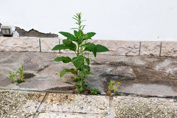 Plants grow in the cement
