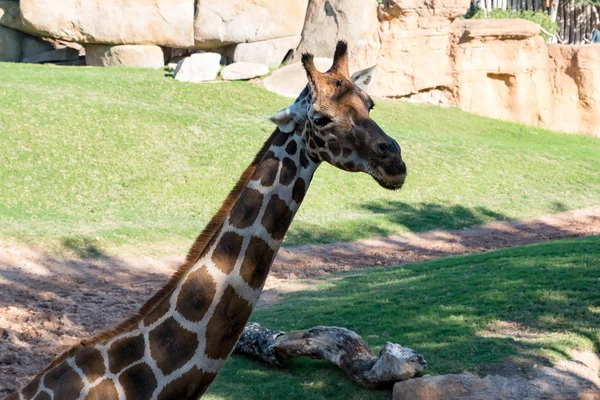 Belle vue sur la girafe africaine — Photo