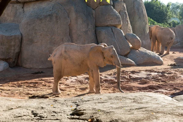 Krásný Africký Slon Plný Výhled — Stock fotografie