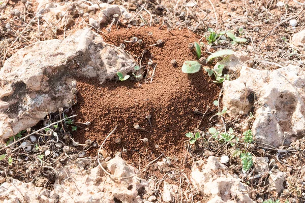 Anthill in Siciliaanse rode grond — Stockfoto