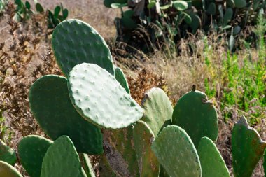 Dikenli armut ile harika Sicilyalı manzarası
