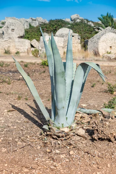 Vue typique de la végétation sicilienne — Photo