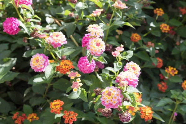 Botaniska trädgården i Catania Sicilien — Stockfoto