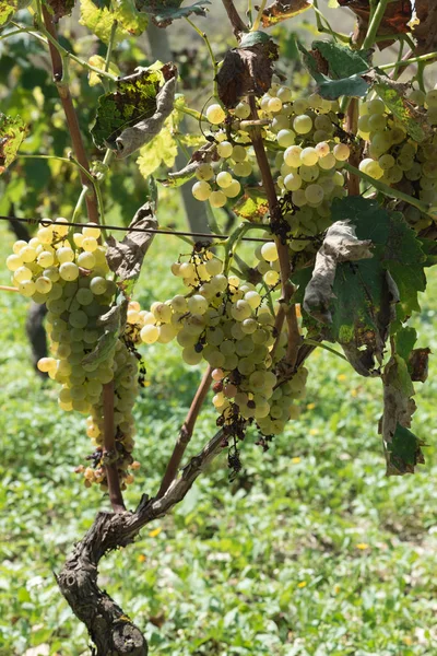 Fileiras de vinha siciliana — Fotografia de Stock