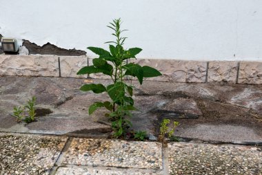 Betona bitkiler büyümek