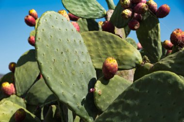 Olgun kırmızı dikenli armut