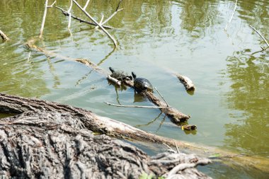 Kaplumbağalar güneşe uzandı.