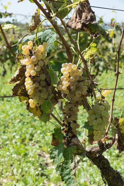 Fileiras de vinha siciliana — Fotografia de Stock