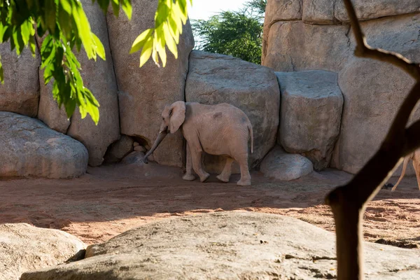 Krásný slon africký zobrazení — Stock fotografie