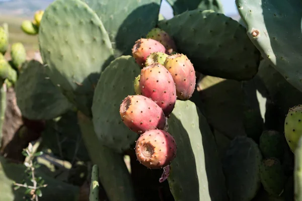 Ripe red prickly pears