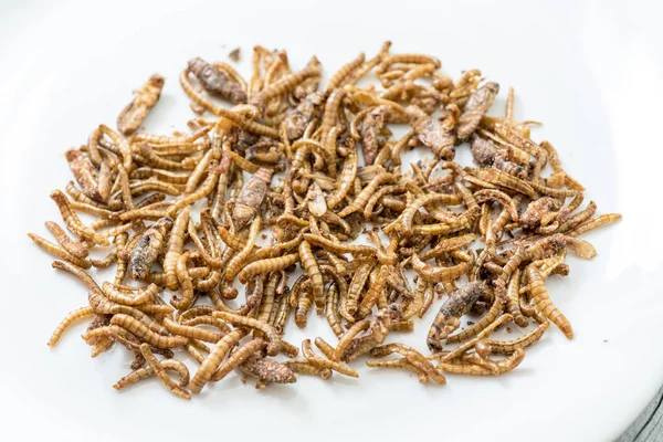 Smažený kriket larvy zobrazení — Stock fotografie