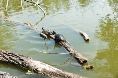Kaplumbağalar güneşe uzandı.