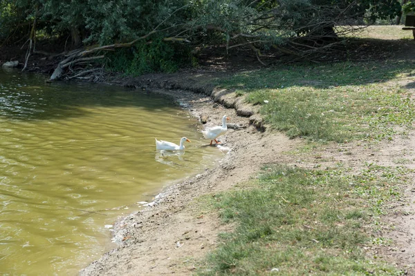 Para białych kaczek — Zdjęcie stockowe