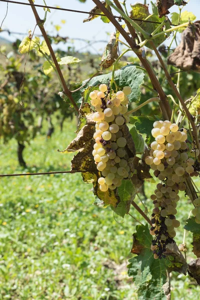 Fileiras de vinha siciliana — Fotografia de Stock