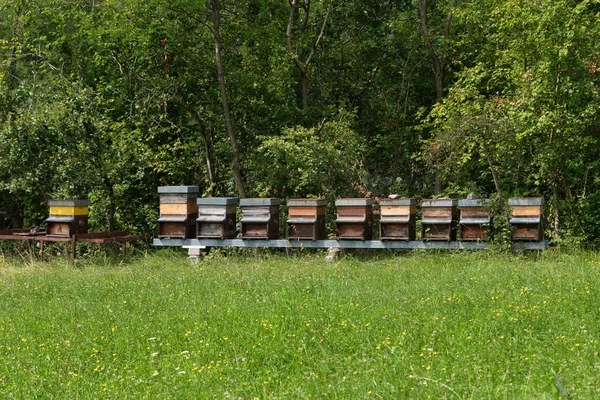 Row of honey in the meadow — Stock Photo, Image