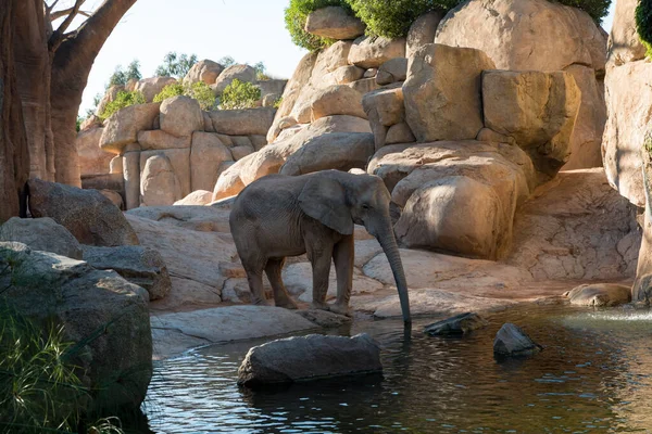 Красивый вид на африканского слона — стоковое фото