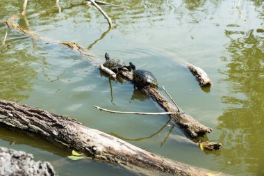 Kaplumbağalar güneşe uzandı.