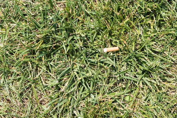 Зеленый цвет травы — стоковое фото
