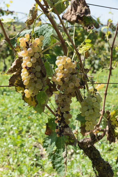 Fileiras de vinha siciliana — Fotografia de Stock